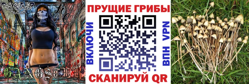Псилоцибиновые грибы Psilocybine cubensis Тутаев